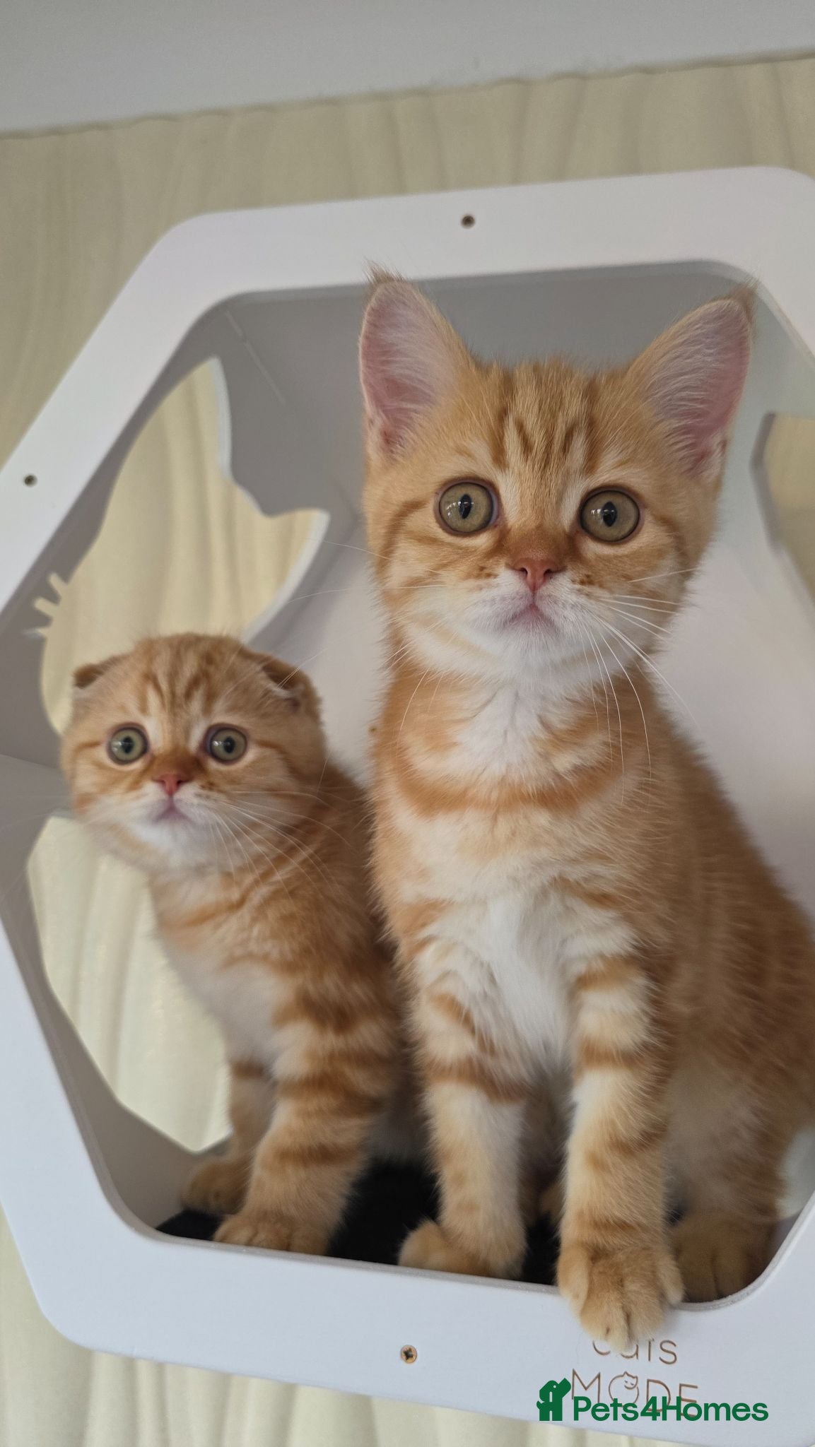Scottish Fold cats READY NOW Instagram Famous Kittens - Advert 1