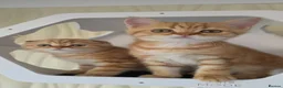 Scottish Fold cats for sale: Purebred kitten, best in UK - Advert 13