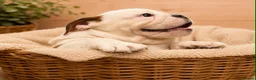 English Bulldog dogs for sale:  KC Reg English bulldog pups genuine breed colour - Advert 8