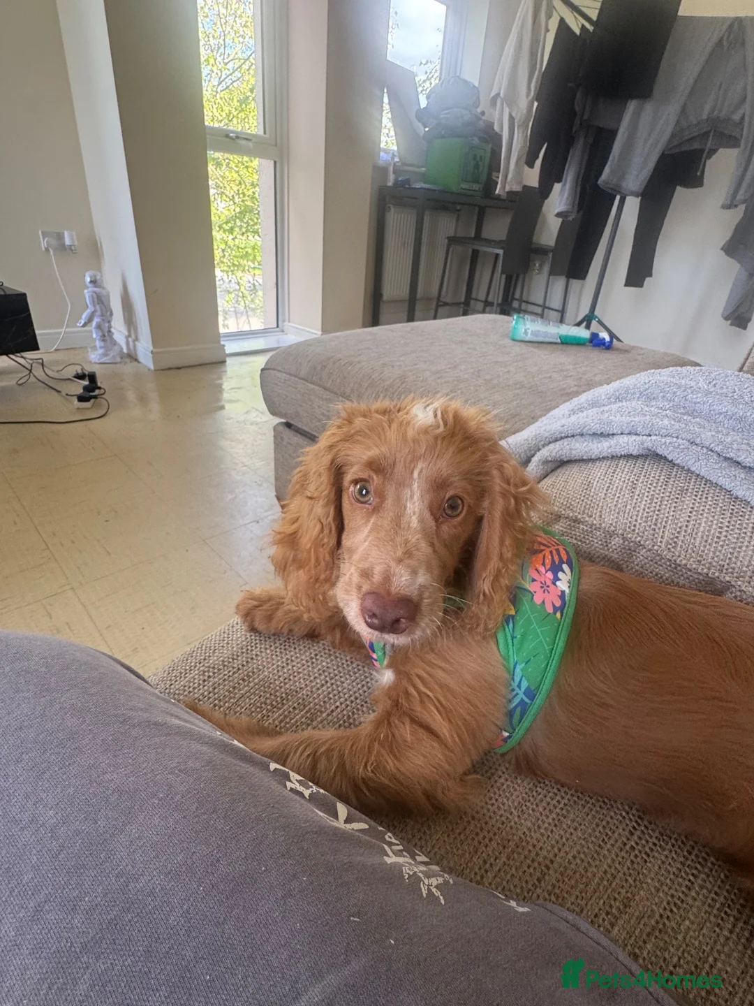 Cockapoo dogs for sale: Unfortunate rehome - Advert 4