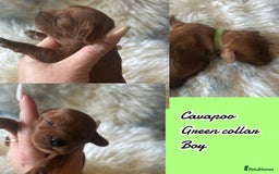 Cavapoo dogs for sale: Beautiful fully DNA tested Cavapoo's  - Image 20