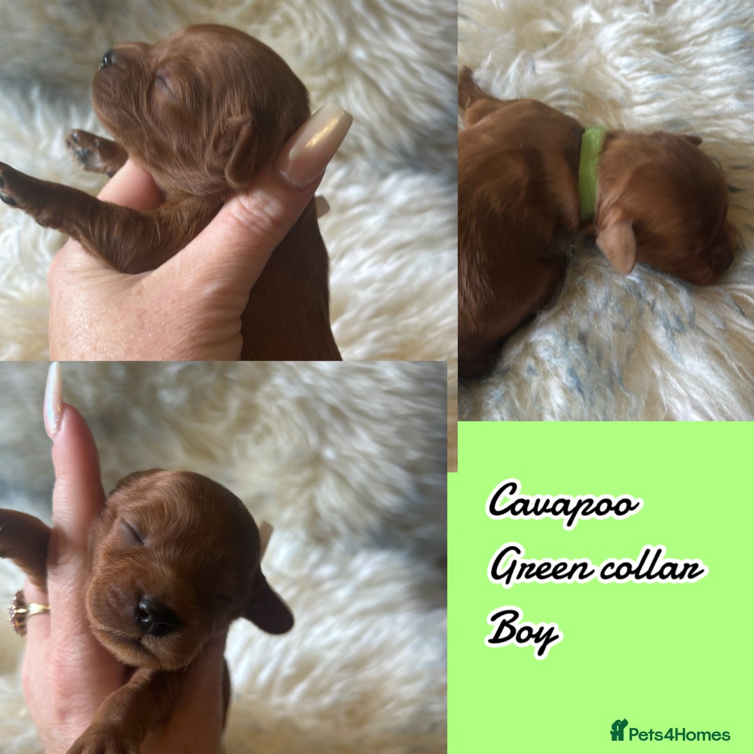 Cavapoo dogs for sale: Beautiful fully DNA tested Cavapoo's  - Image 20