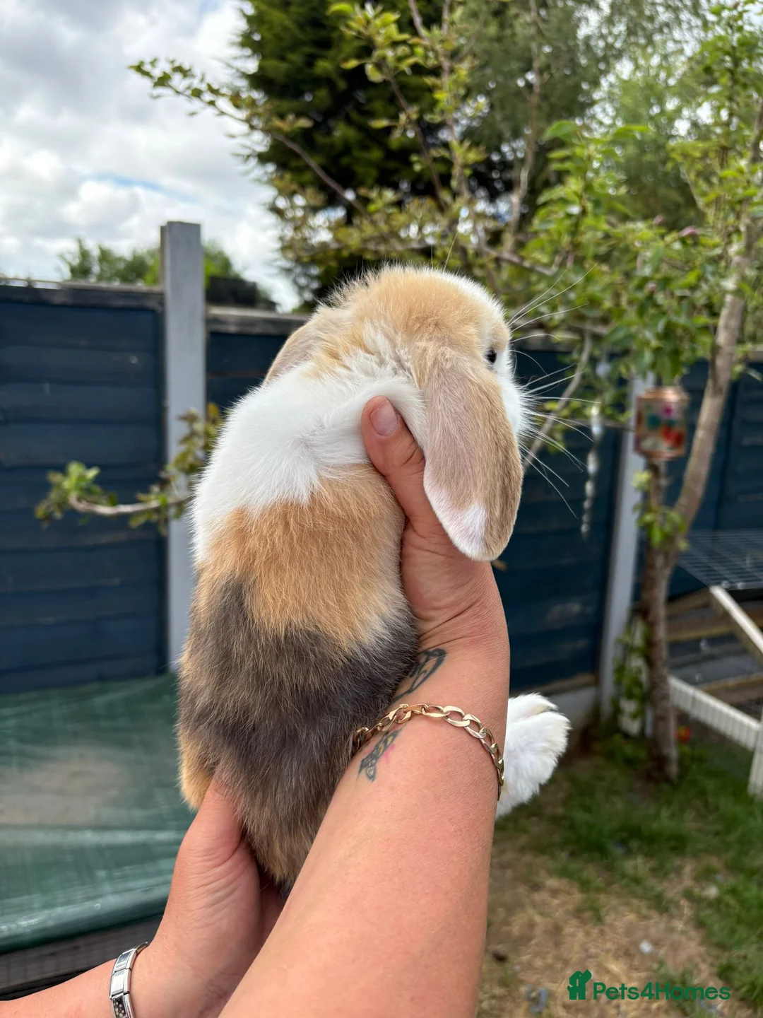 Mini Lop rabbits for sale: Mini lop buck - Advert 2
