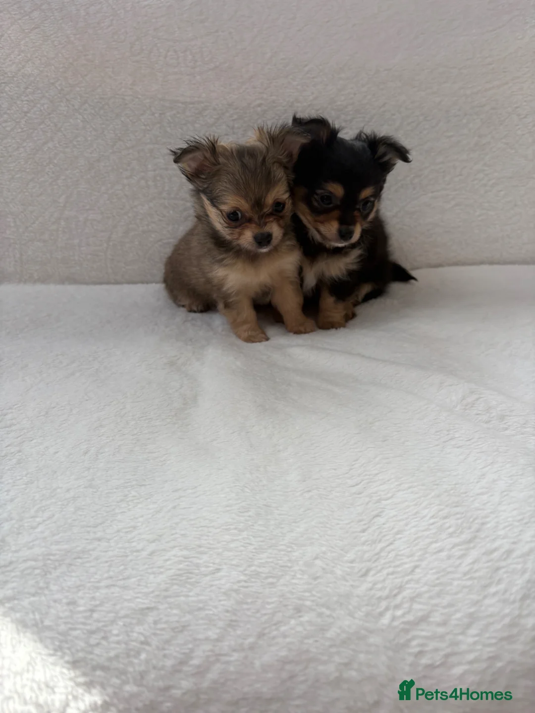 Pomchi dogs for sale: Pomchi puppies in Cirencester - Advert 2