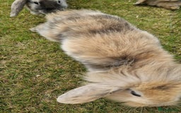 Mini Lion Lop rabbits for sale: Lion lops  - Image 5