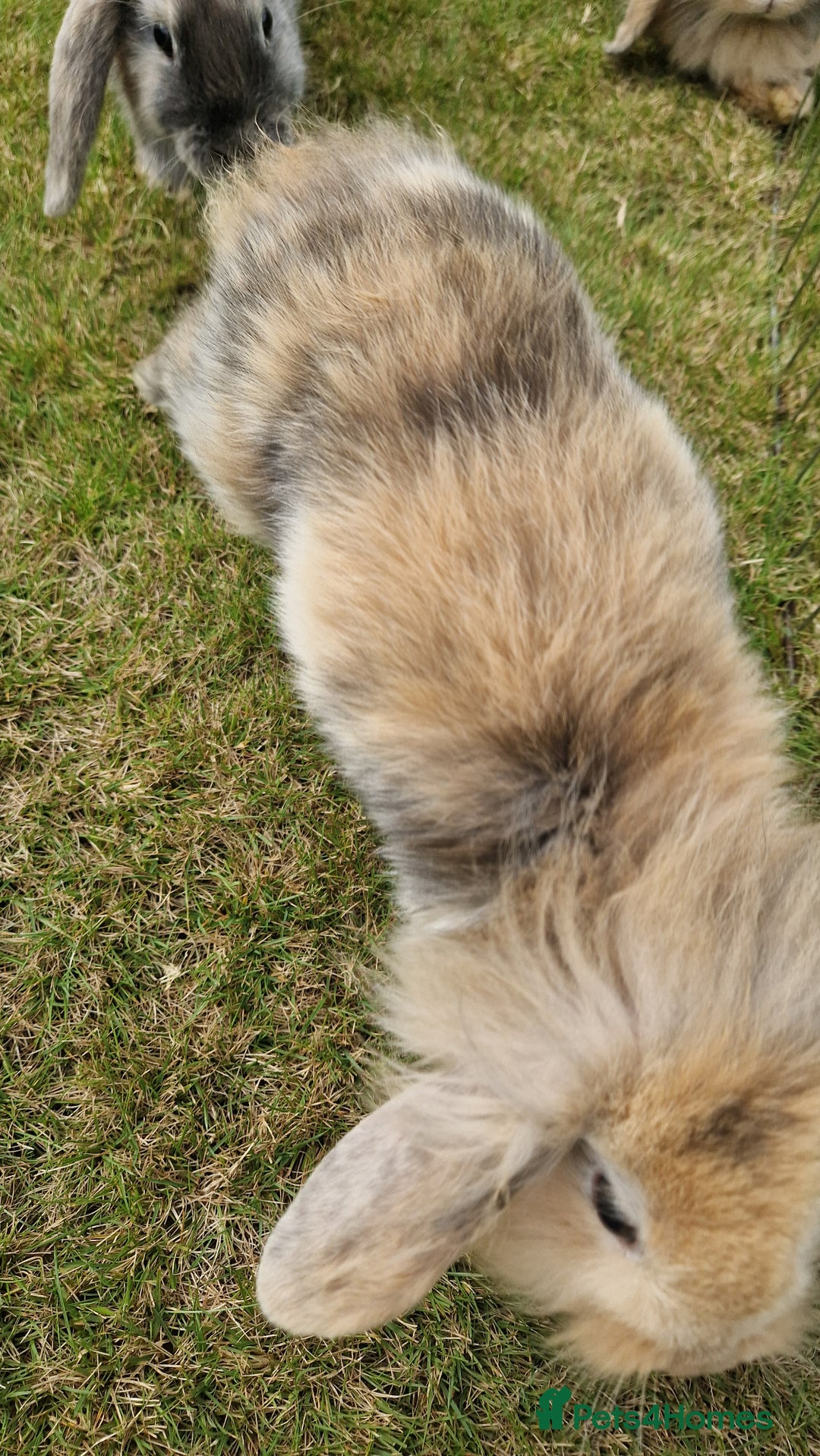 Mini Lion Lop rabbits for sale: Lion lops  - Image 5