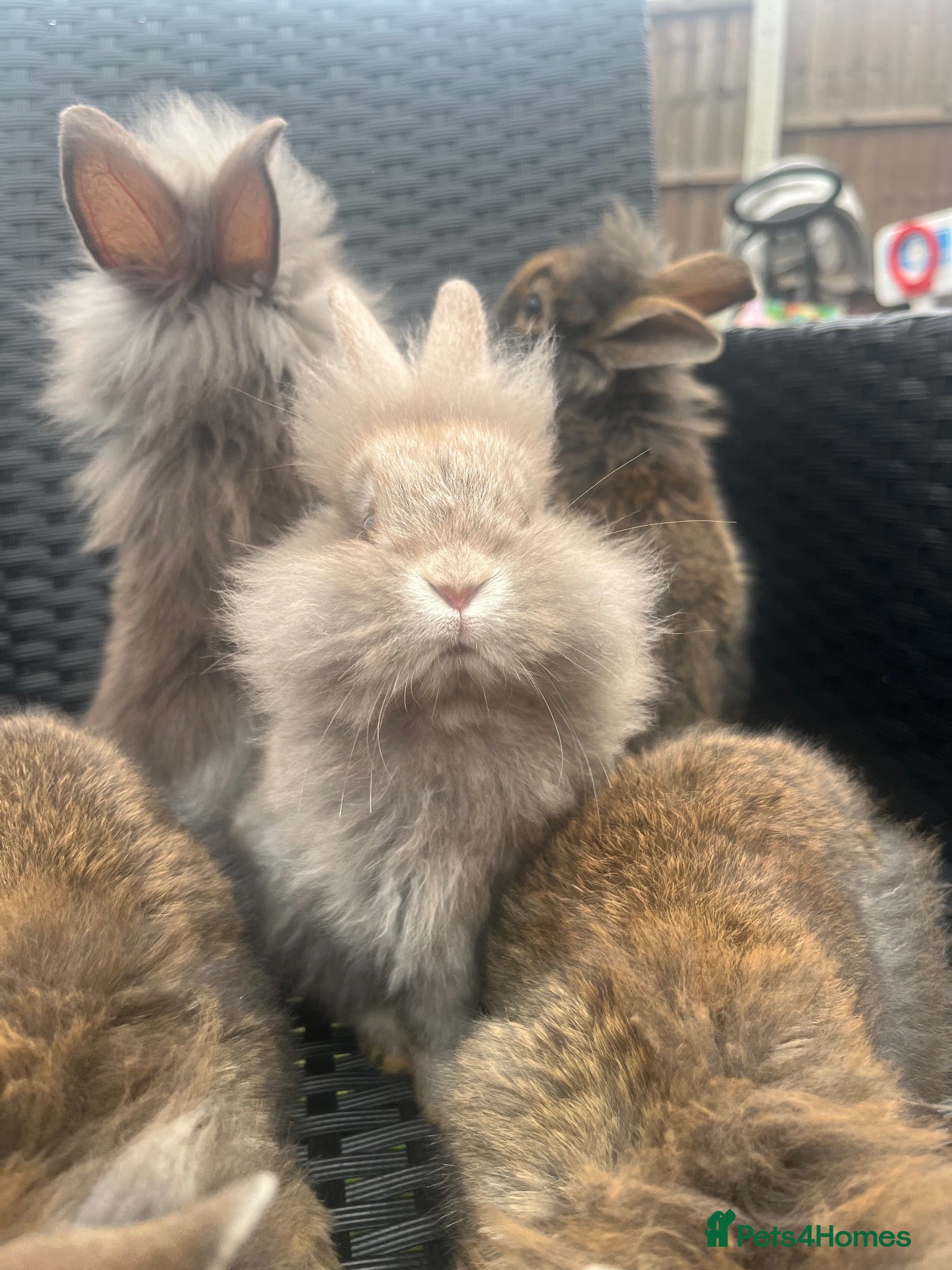Mini Lion Lop rabbits Ready to go lionhead lops - Advert 4