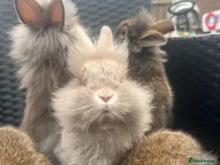Mini Lion Lop rabbits Ready to go lionhead lops - Advert 4