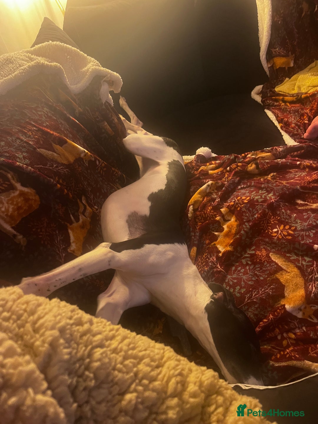 Whippet dogs for sale: Sweet Female Whippet - Advert 2