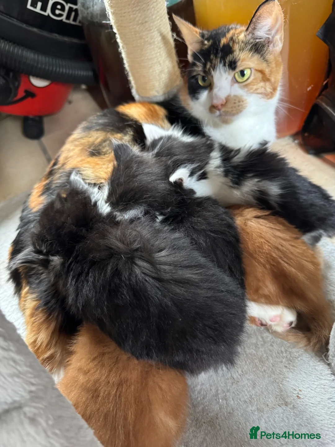 Mixed Breed cats for sale: Stunning 5 week old kittens  - Advert 29