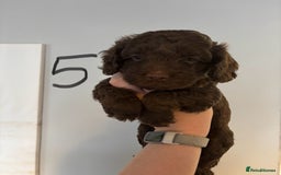 Cockapoo dogs for sale: 6 Cockapoo F1B *5 weeks old* - Image 6
