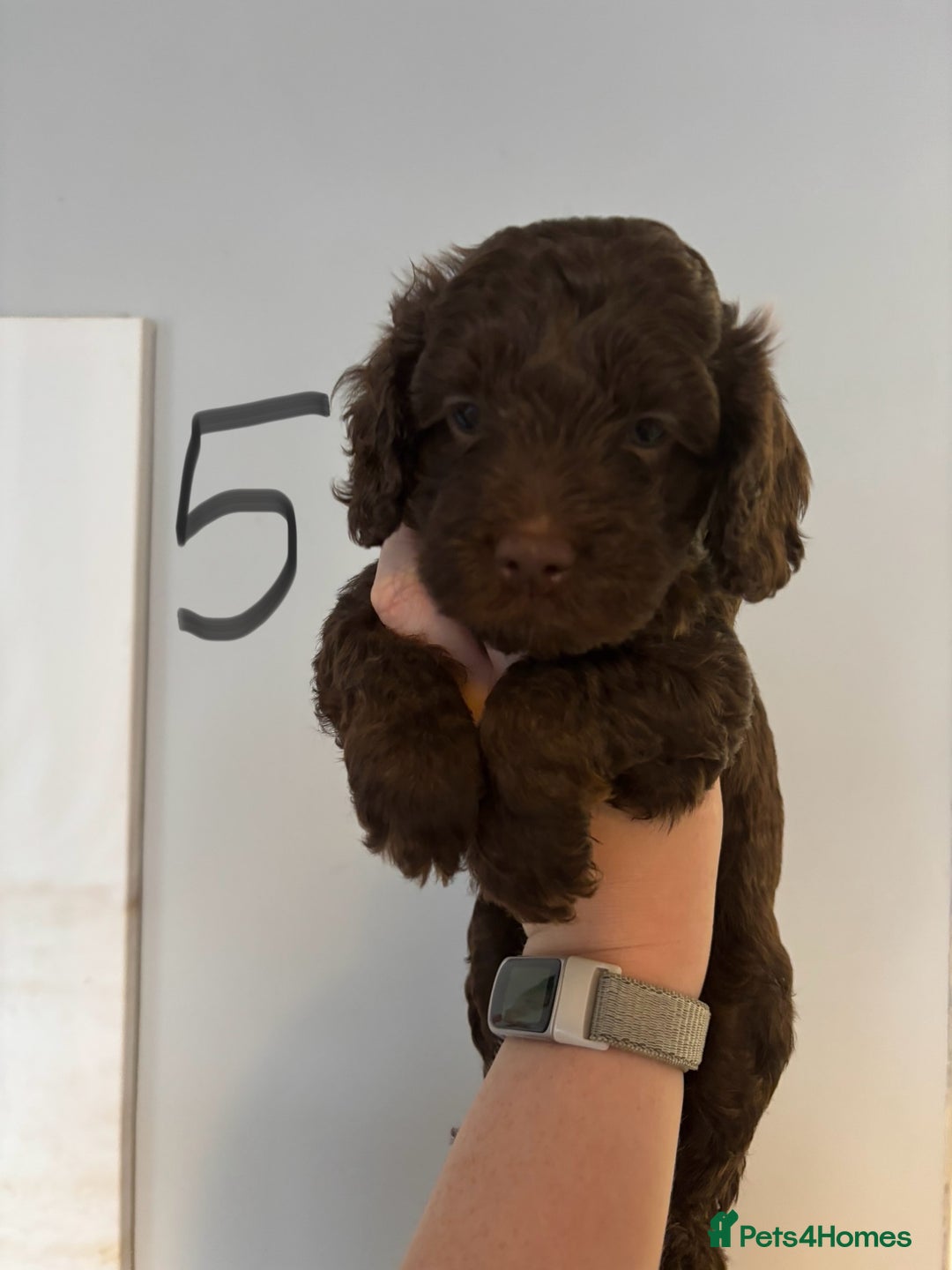 Cockapoo dogs for sale: 6 Cockapoo F1B *5 weeks old* - Image 6