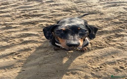 Miniature Dachshund dogs for sale: Miniature dachshund FEMALE  - Image 9