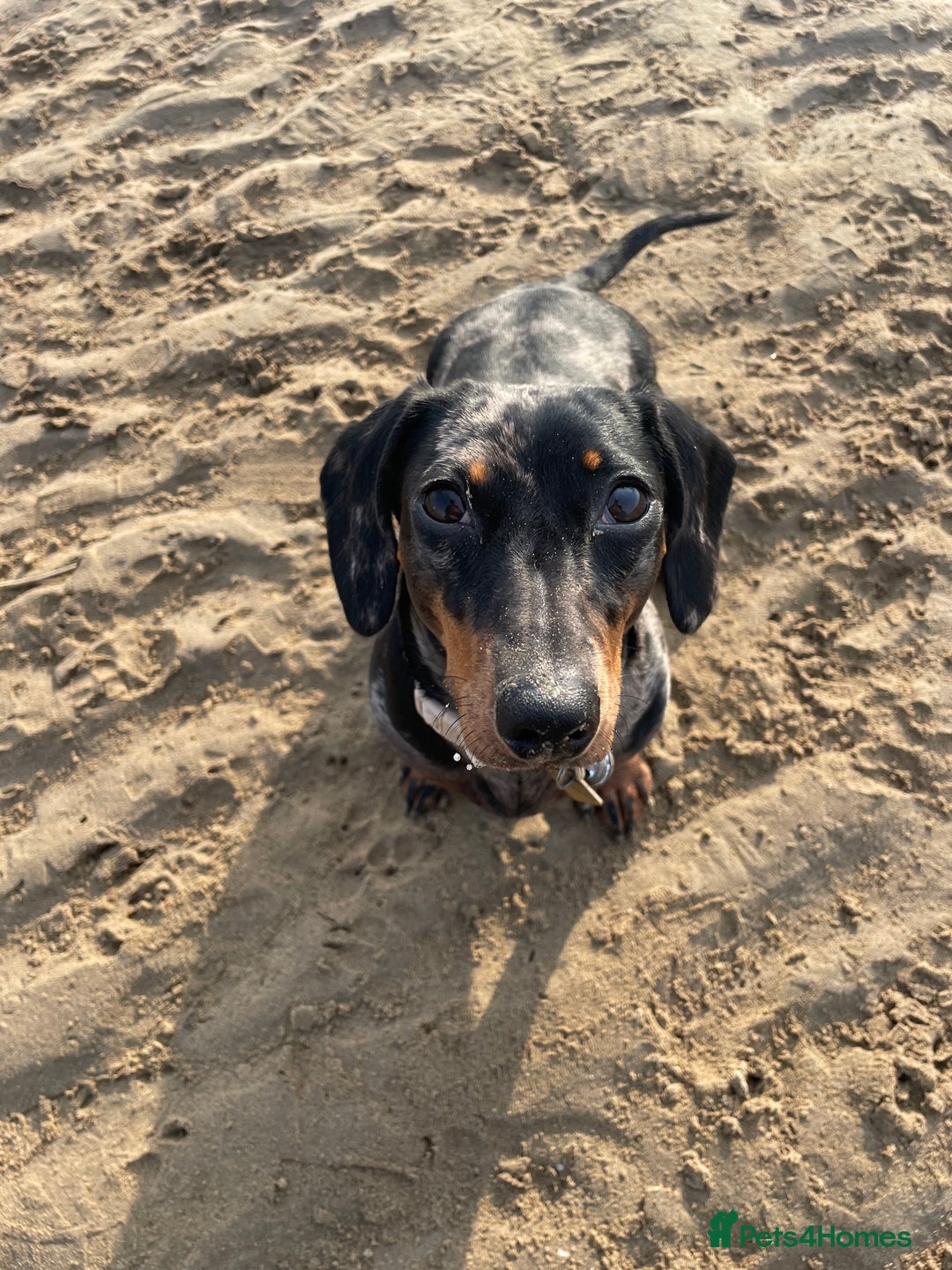 Miniature Dachshund dogs for sale: Miniature dachshund FEMALE  - Image 9