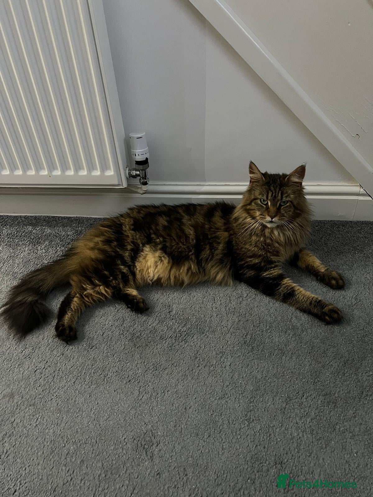Maine Coon cats Maine coon female cat for sale  - Advert 10