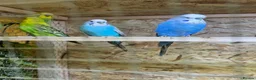 Canaries birds for sale: Birds for sale budgies, canaries ect  - Advert 26