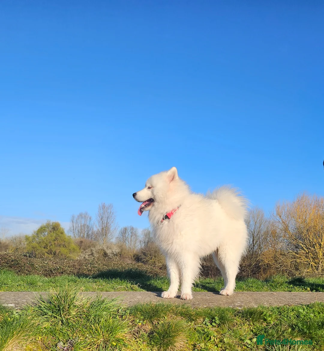 Samoyed dogs for stud: Pet for stud - Advert 6