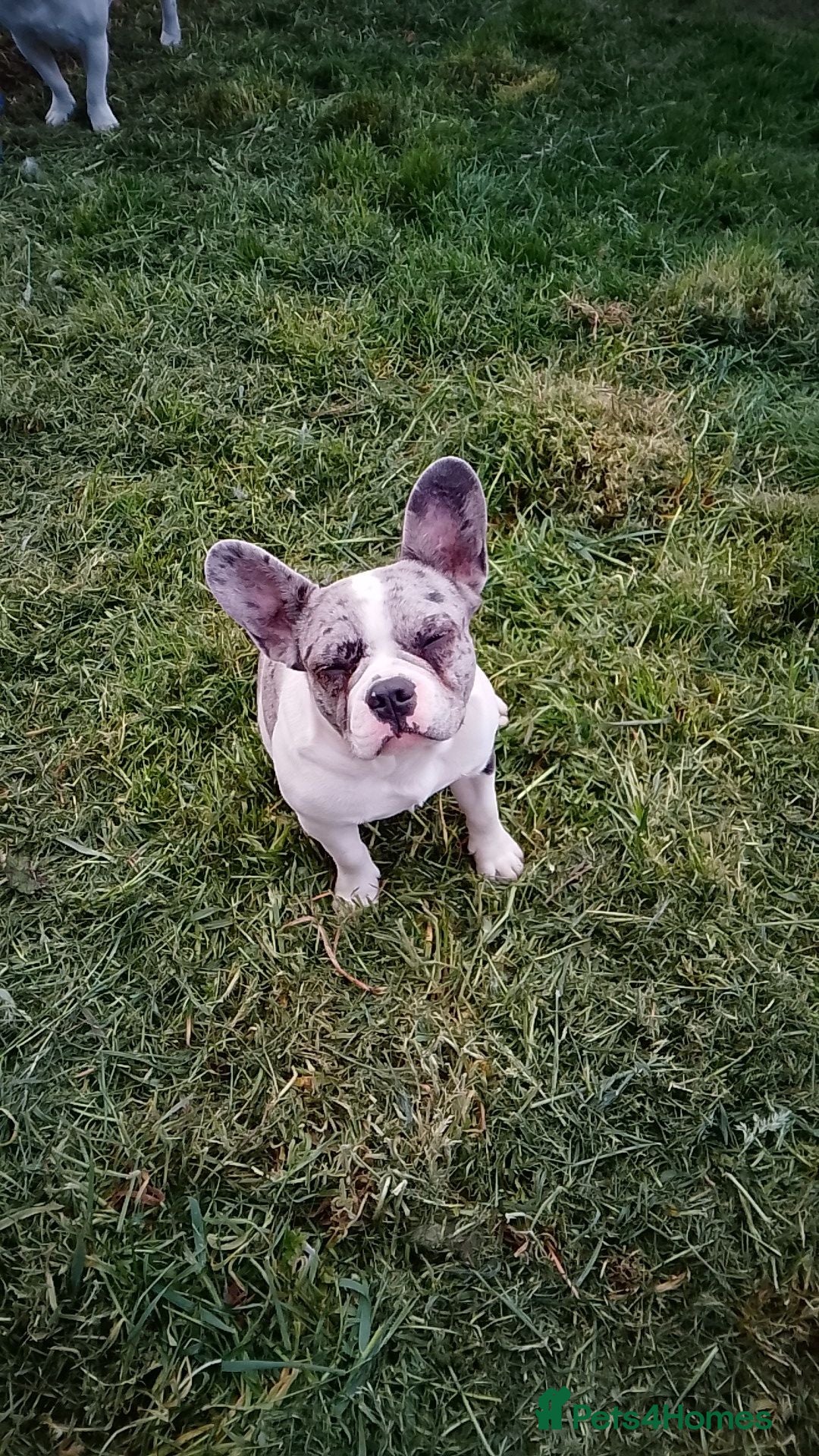 French Bulldog dogs Rehome french bulldog  - Advert 5