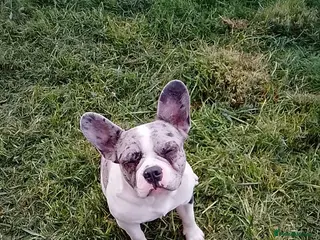 French Bulldog dogs Rehome french bulldog - Advert 1
