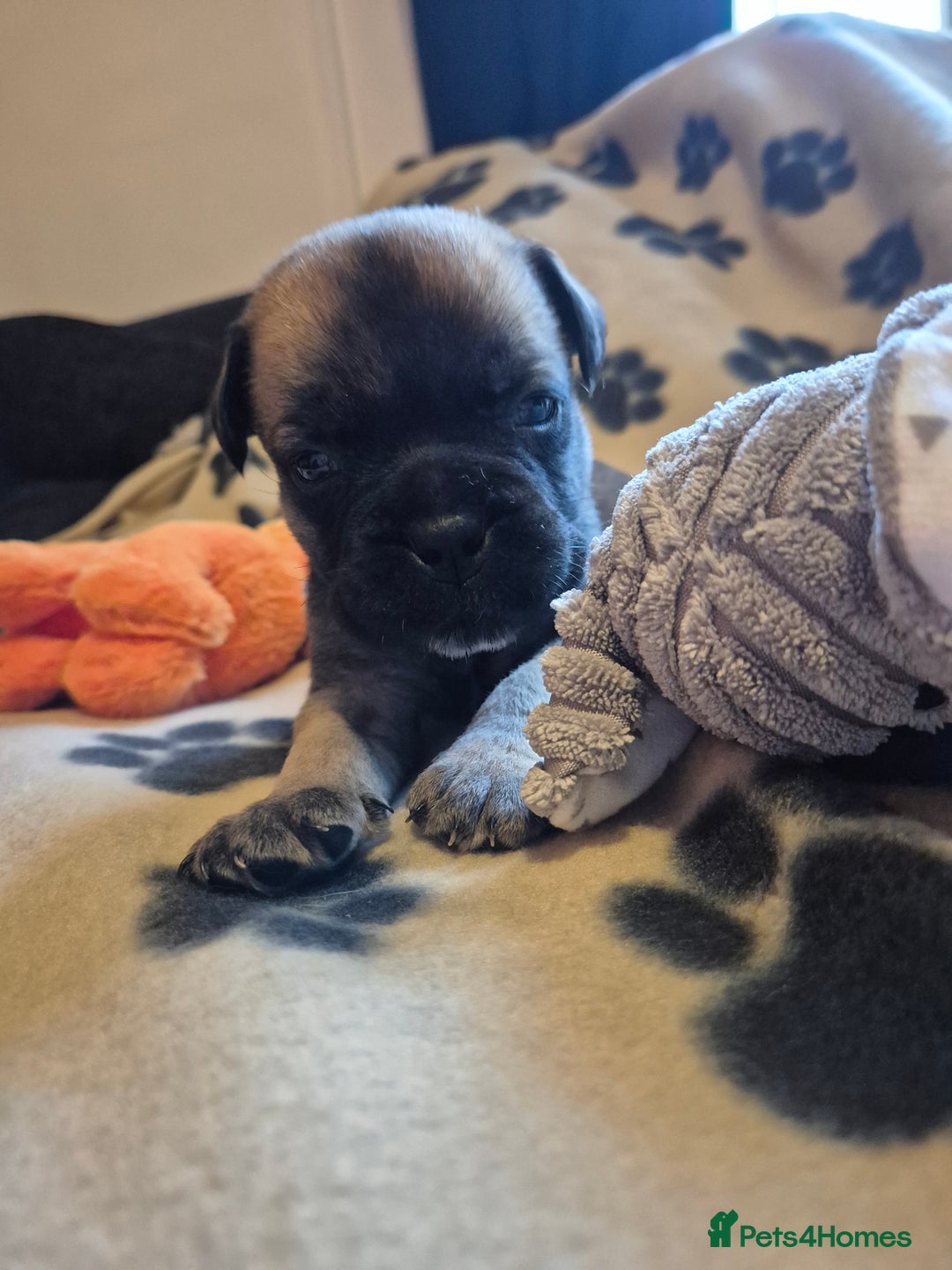 Bullmastiff dogs for sale: Beautiful Bullmastiff Puppy  - Advert 3