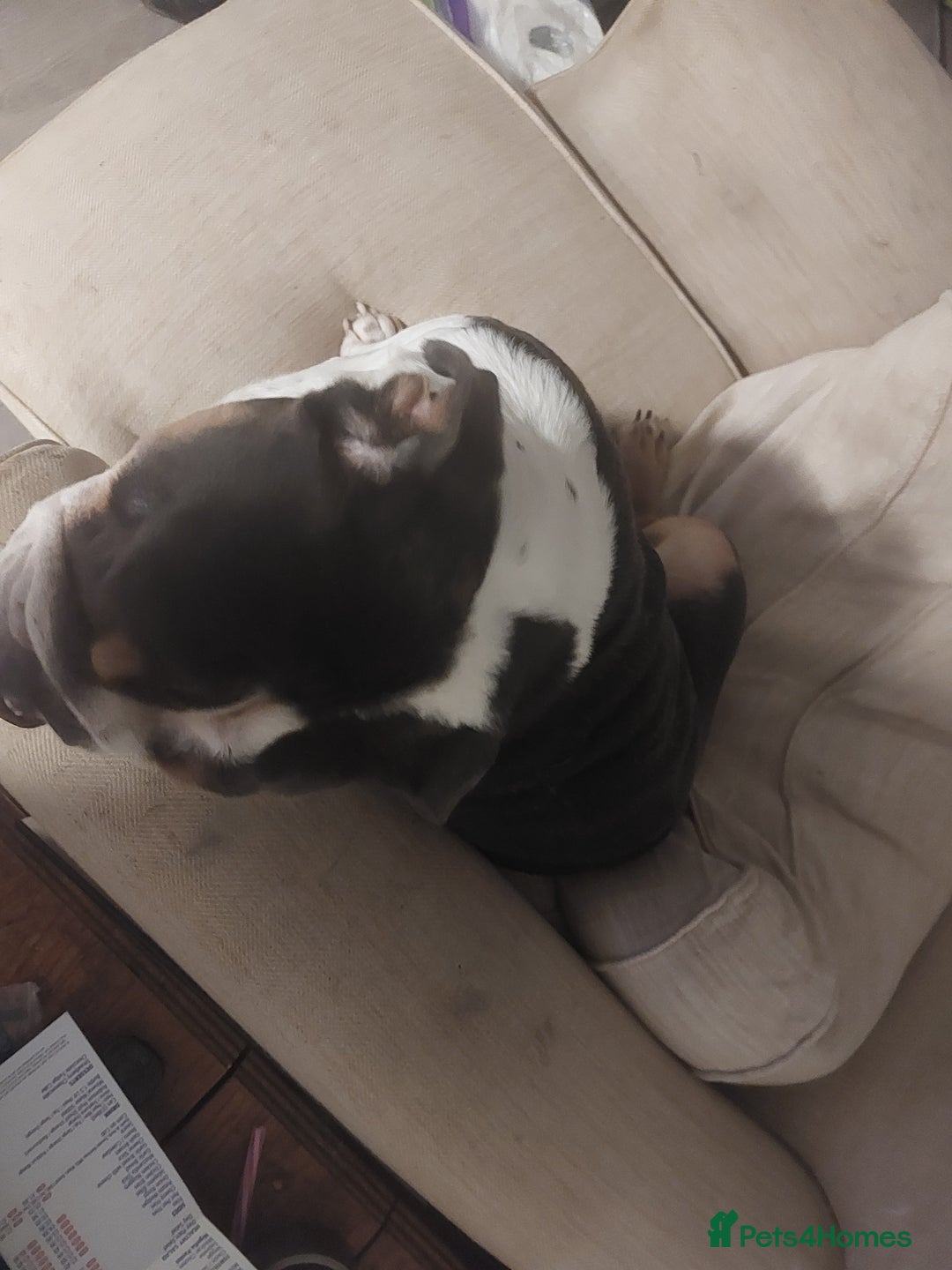 Old Tyme Bulldog dogs for sale: British bulldog  - Advert 3