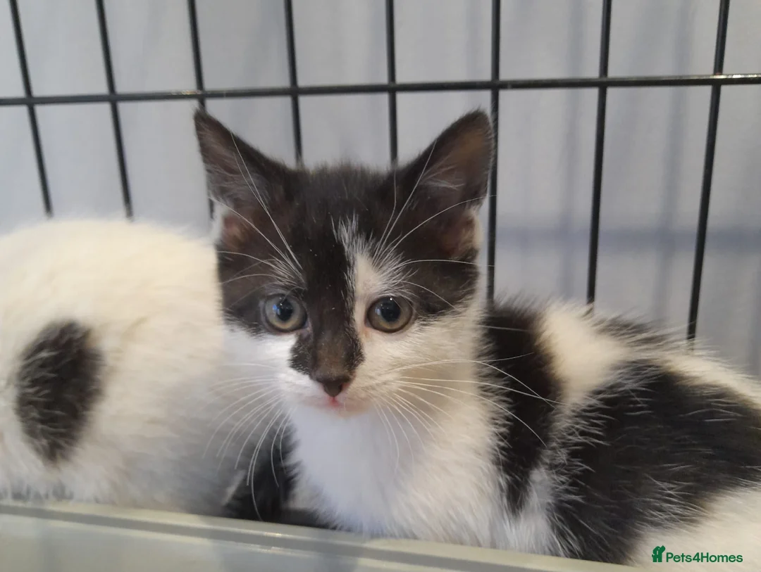 Mixed Breed cats for sale: Maine coon cross kittens  - Advert 5