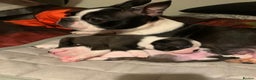 Boston Terrier dogs for sale: Boston Terrier 🐕 Puppy 🐕 KC Registered - Advert 8