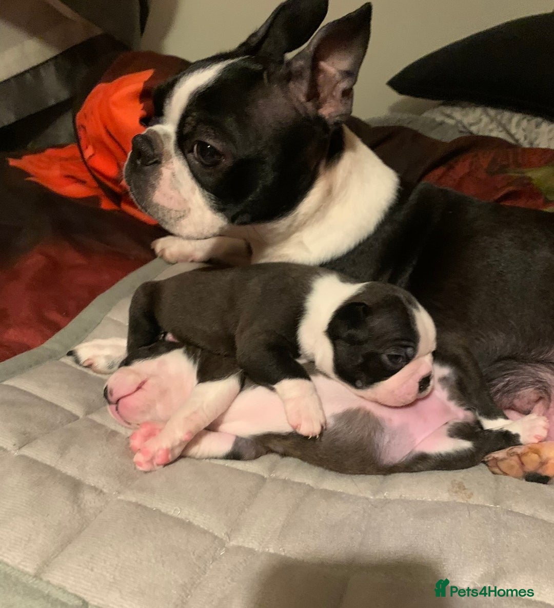 Boston Terrier dogs for sale: Boston Terrier 🐕 Puppy 🐕 KC Registered - Advert 8
