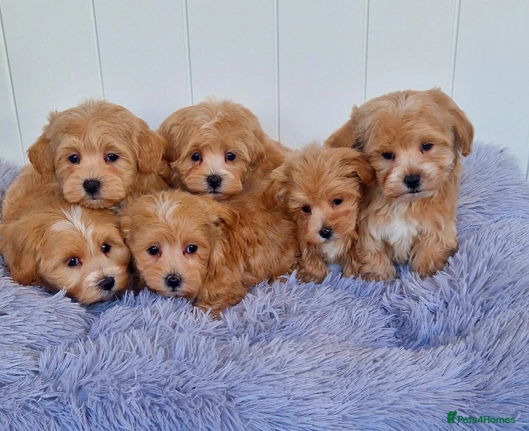 Maltipoo dogs for sale:  Beautiful health clear Maltipoo's - Advert 4