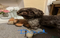 Shih Tzu dogs for sale: 5 beautiful Shih tzu puppies  - Image 2