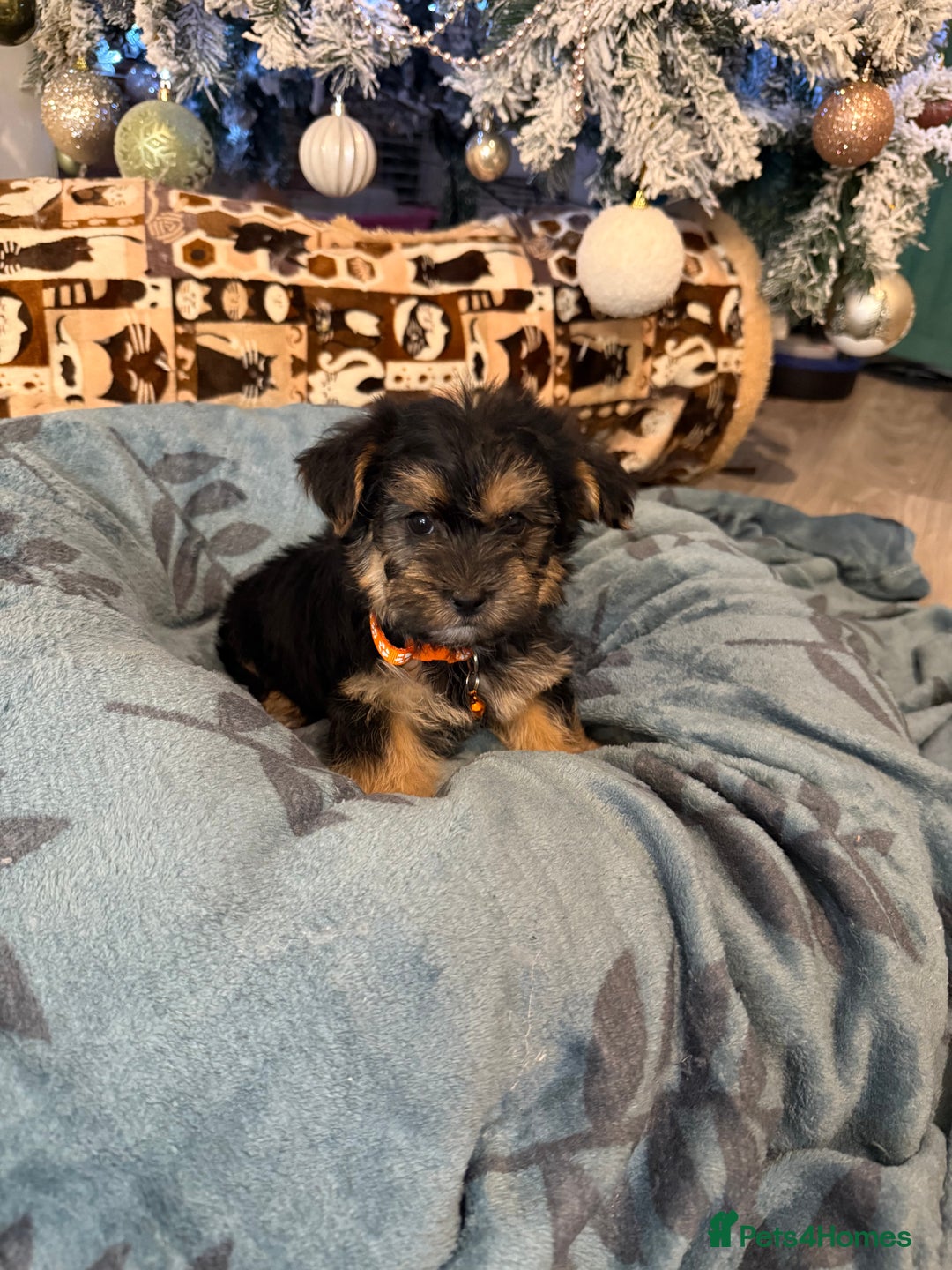 Yorkshire Terrier dogs for sale: Mini Yorkshire Terrier  - Advert 14