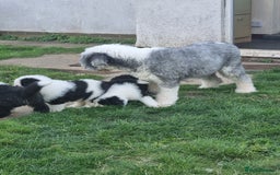 Old English Sheepdog dogs for sale: Beautiful Baby boy - Image 4