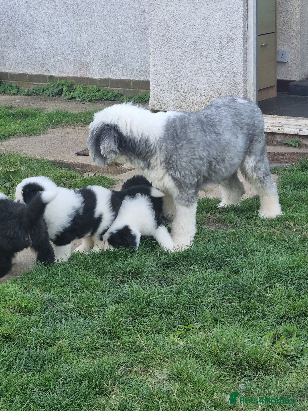 Old English Sheepdog dogs for sale: Beautiful Baby boy - Image 4