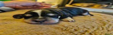 Cockapoo 1
