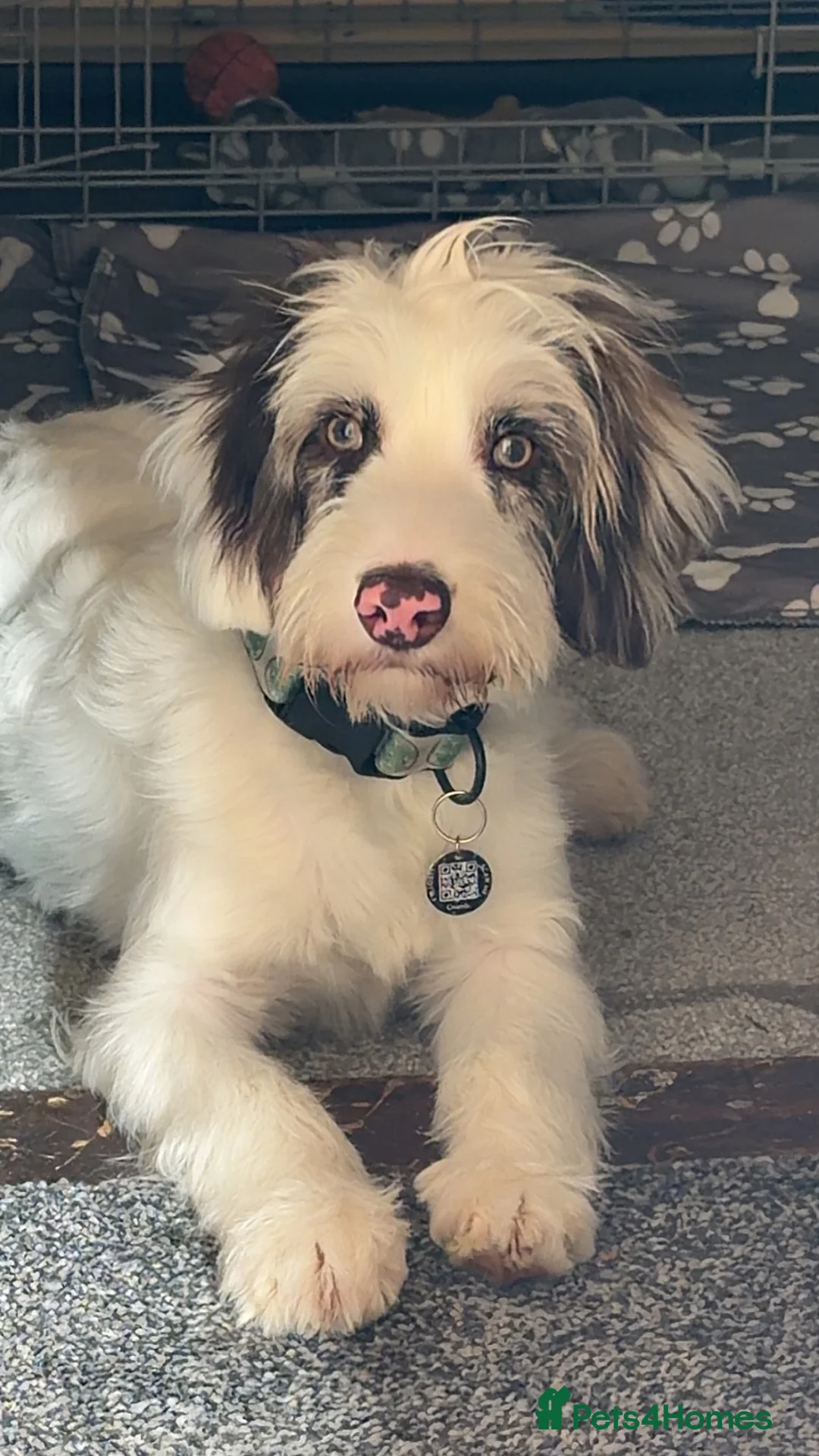 Mixed Breed dogs for sale: Patch in Derby - Advert 4
