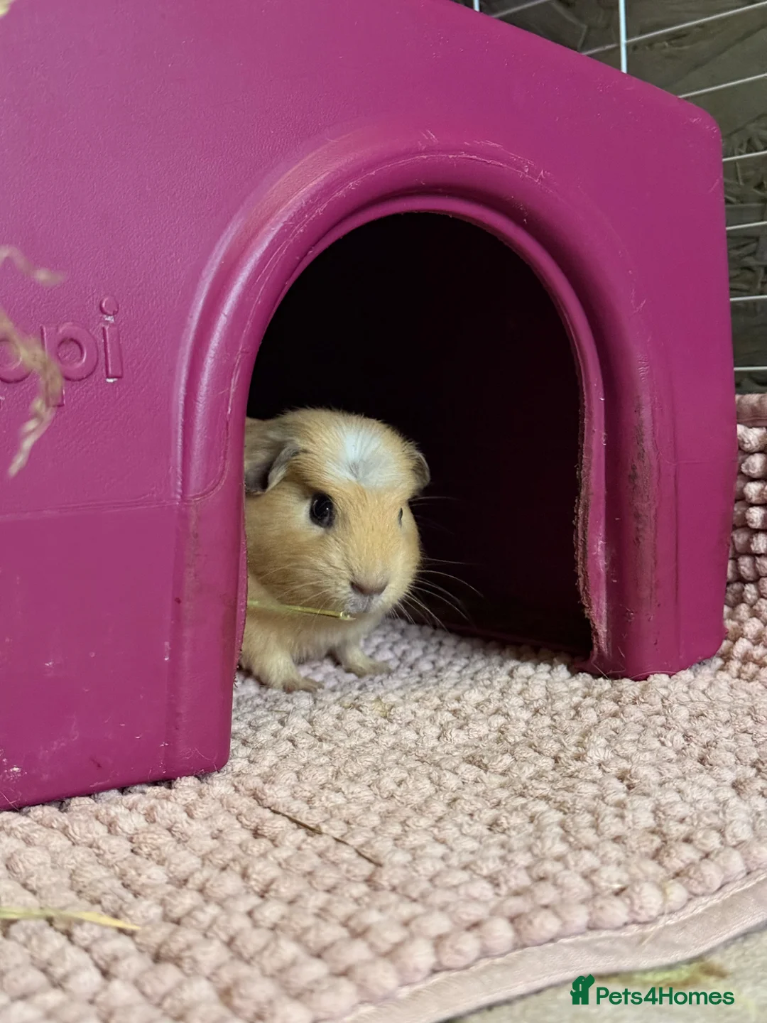 Guinea Pig rodents for sale: Male guinea pig  in Wimborne - Advert 5