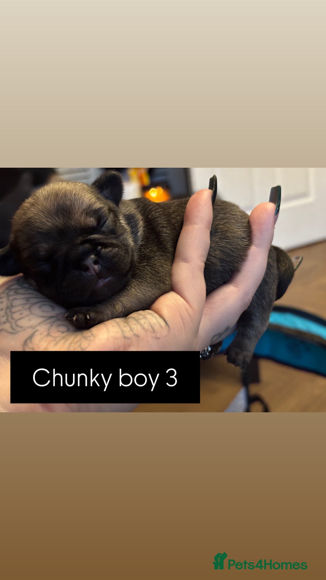 Mixed Breed dogs for sale: Puppies for sale - Advert 18