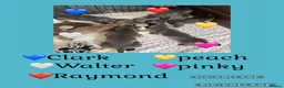 Miniature Dachshund dogs for sale: Blue and tan Mini dachshund pups ready !! 5 left!  in Newport - Advert 32