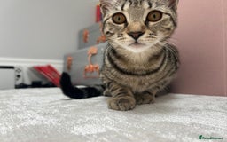 British Shorthair cats for sale: 7 month old female Tabby.  - Image 1