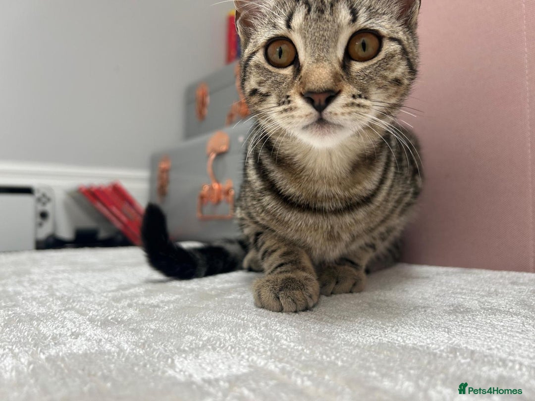 British Shorthair cats for sale: 7 month old female Tabby.  - Image 1