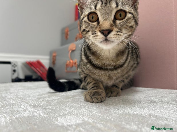 British Shorthair cats - Advert 1