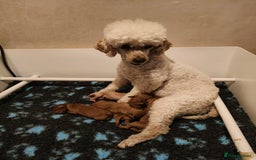 Cavapoo dogs for sale: Cute bundles of sweetness  - Image 3
