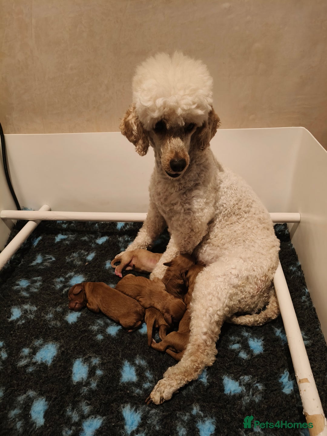 Cavapoo dogs for sale: Cute bundles of sweetness  - Image 3