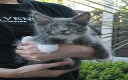 Maine Coon cats for sale: Boy 2 - Rain  - TICA Pedigree Kittens - Imported Parents - Image 9