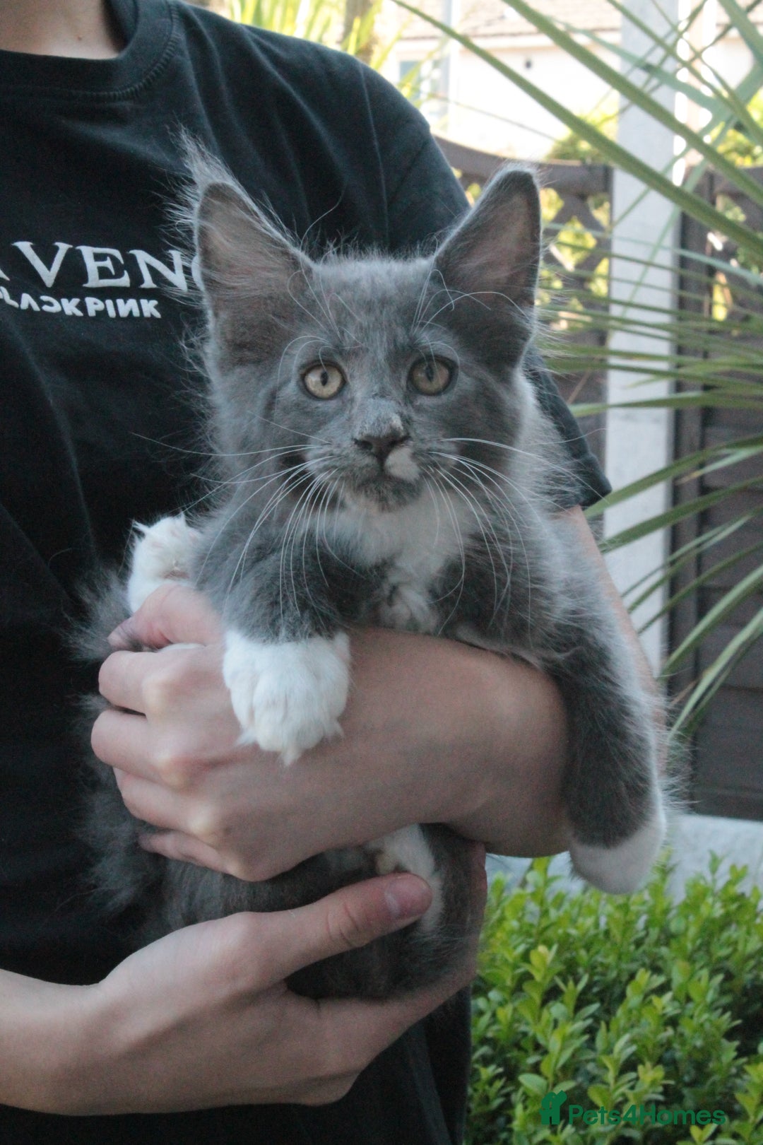 Maine Coon cats for sale: Boy 2 - Rain  - TICA Pedigree Kittens - Imported Parents - Image 9
