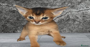 Abyssinian cats - Advert 3
