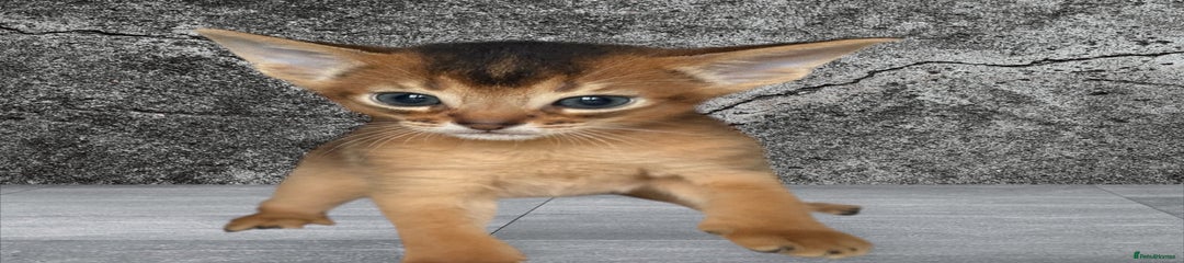 Abyssinian Kitten 4