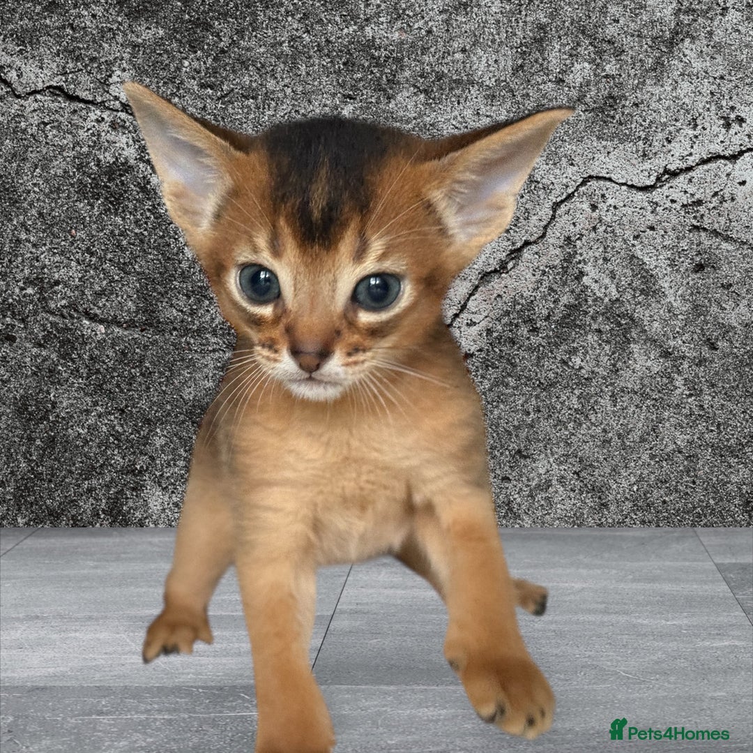 Abyssinian cats for sale: GCCF registered beautiful Abyssinian kittens  - Image 1