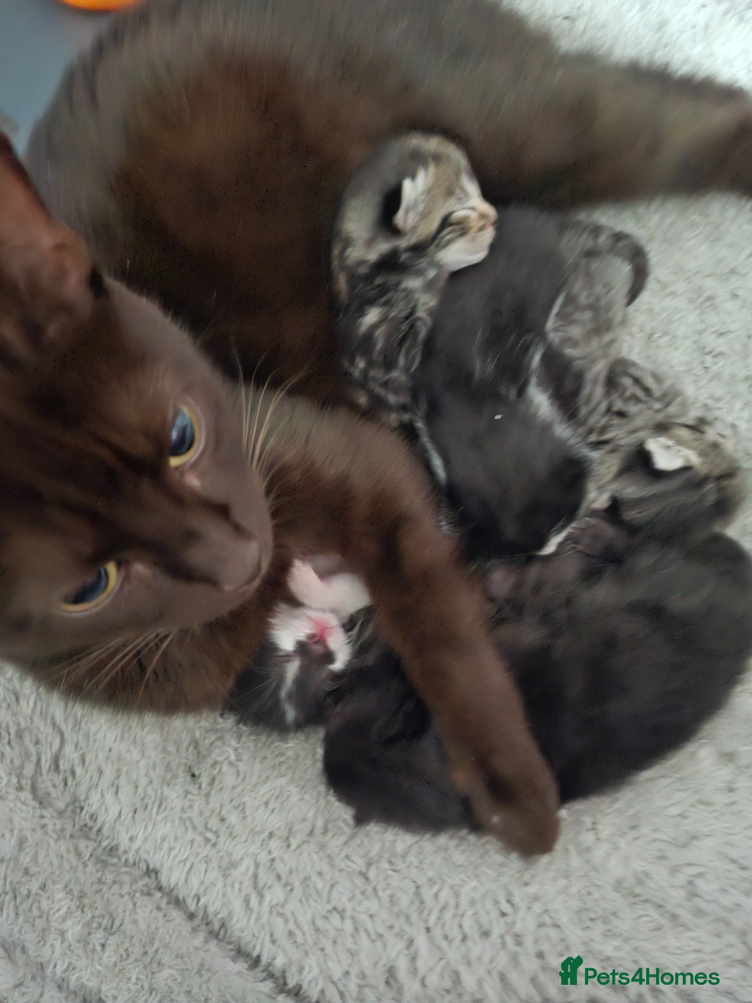 Mixed Breed cats 5  loving kittens looking for forever homes only.  - Advert 1