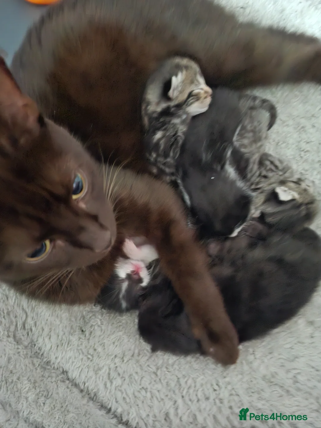 Mixed Breed cats for sale: 5  loving kittens looking for forever homes only.  in Leyland - Advert 1